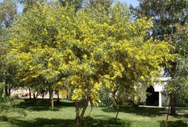Villa Amaryllis Ghazoua Bagian luar foto